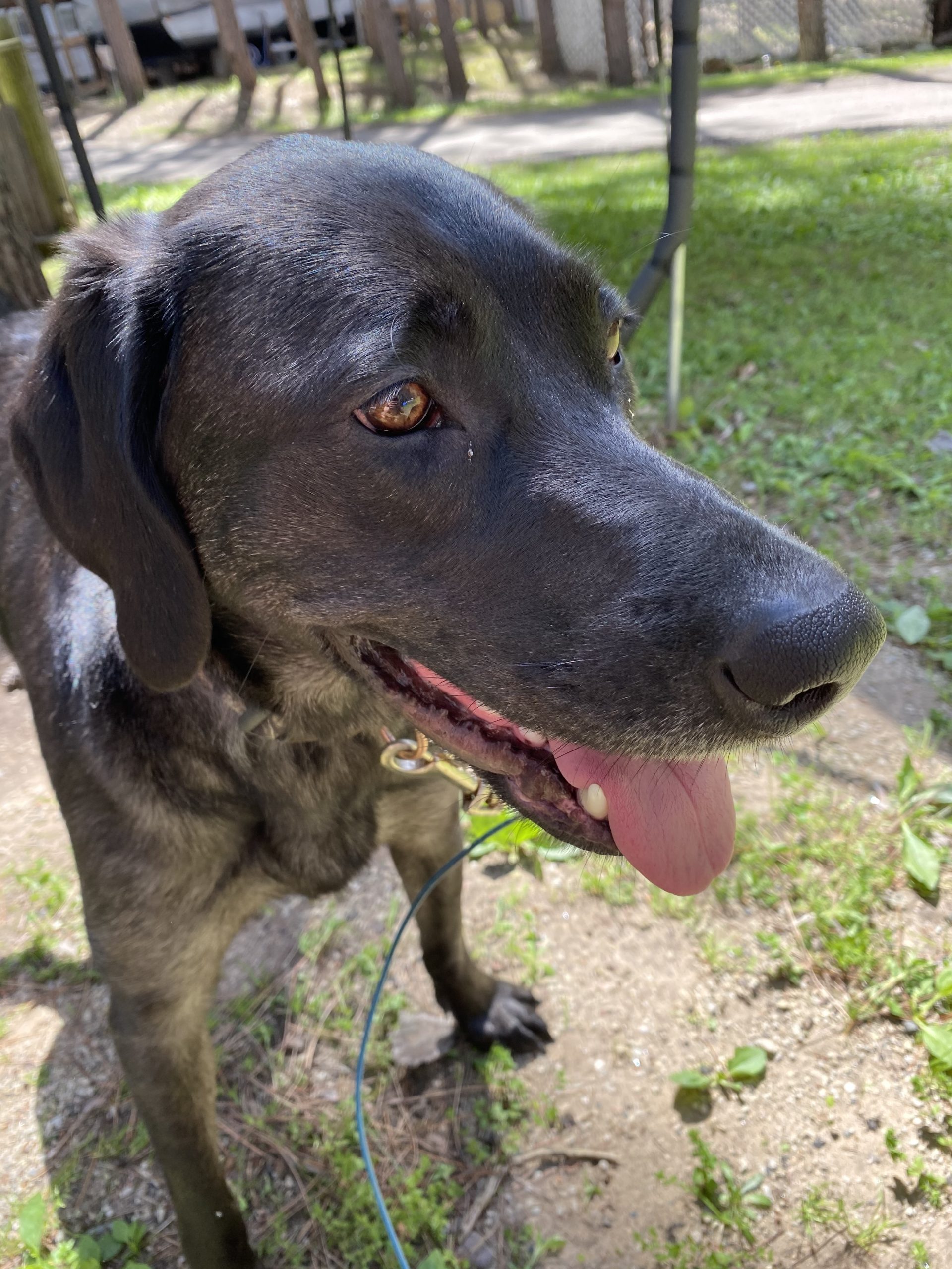 Remi Oshkosh Area Humane Society