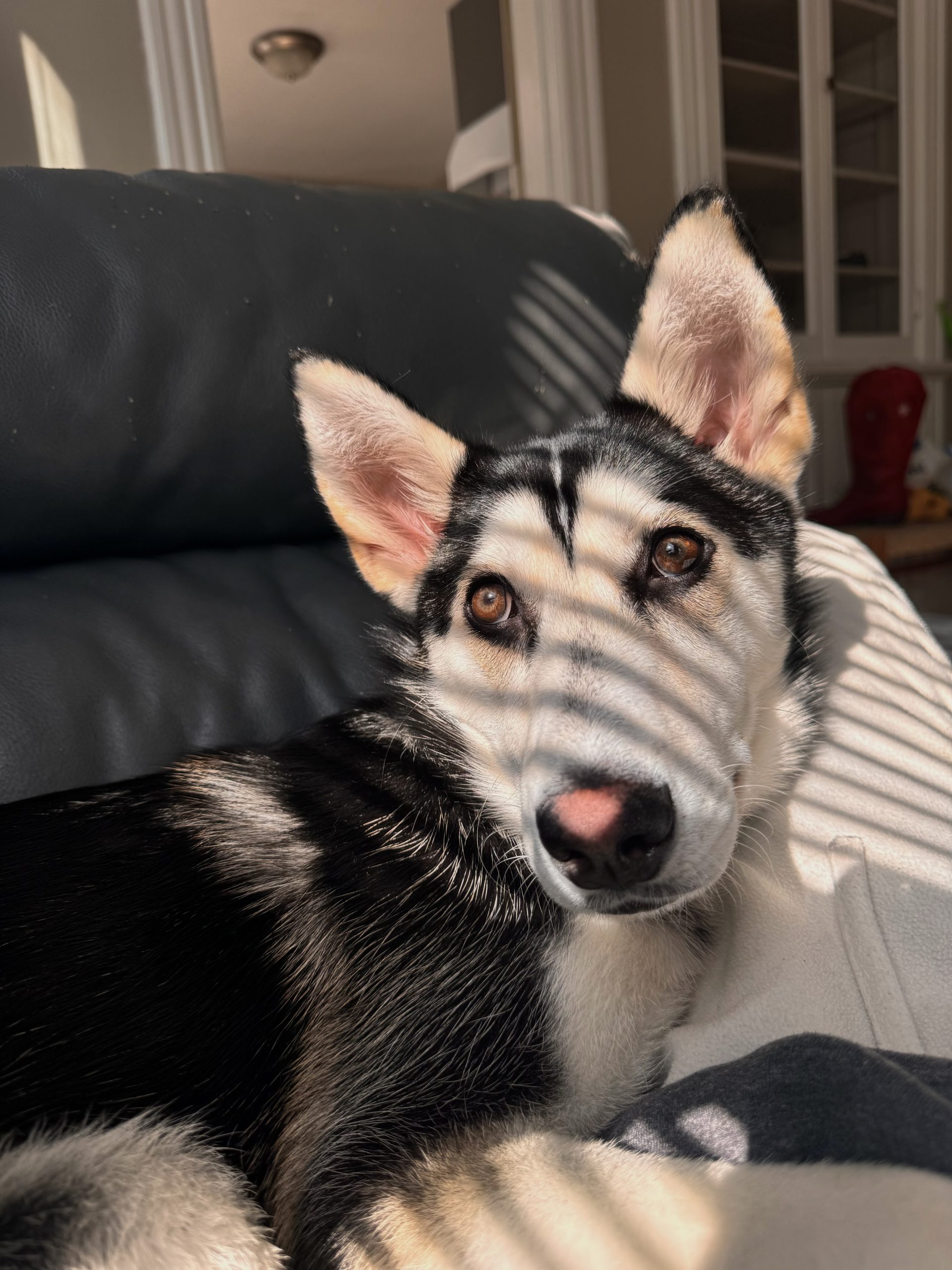 Luna - Oshkosh Area Humane Society