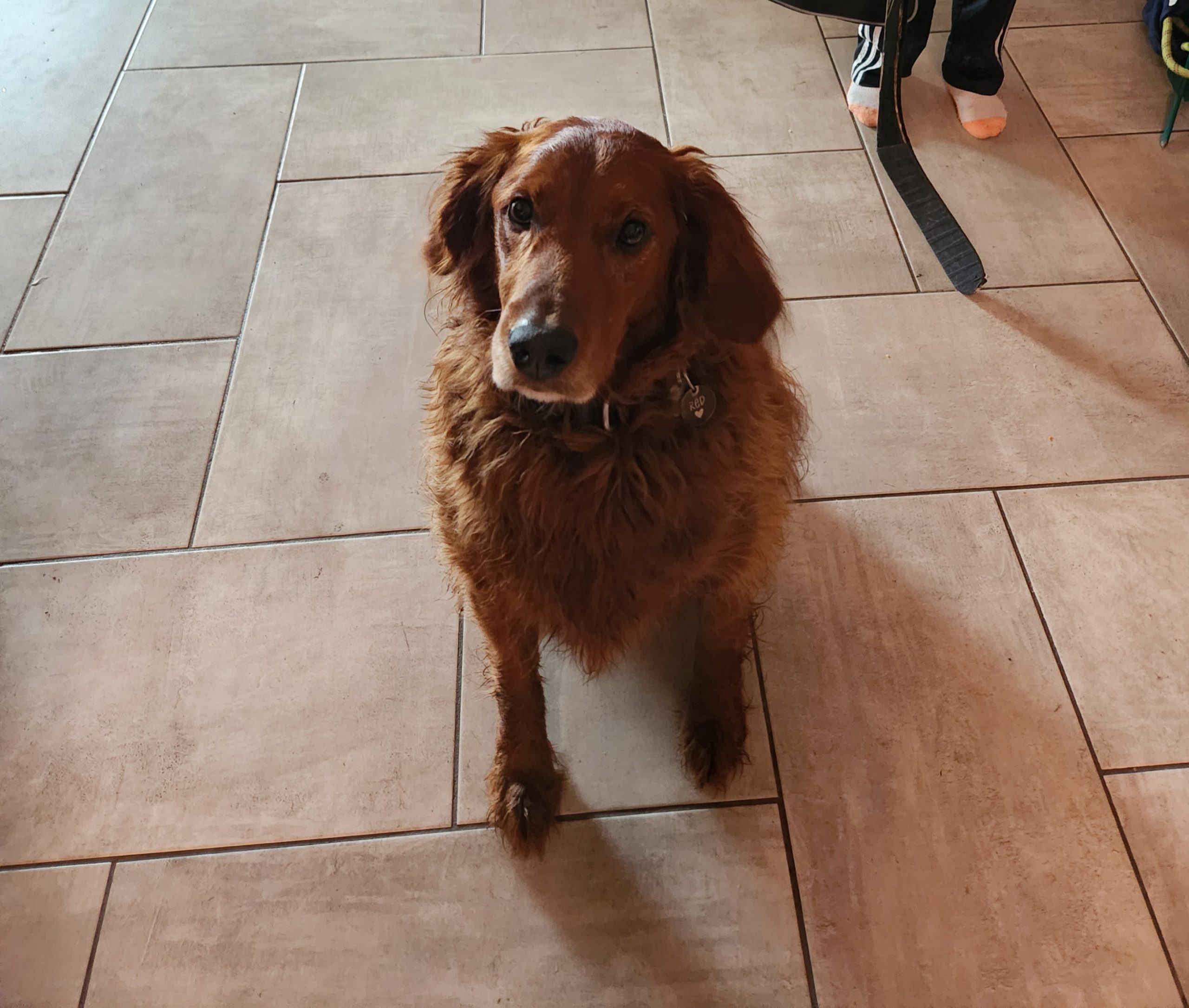 Red - Oshkosh Area Humane Society
