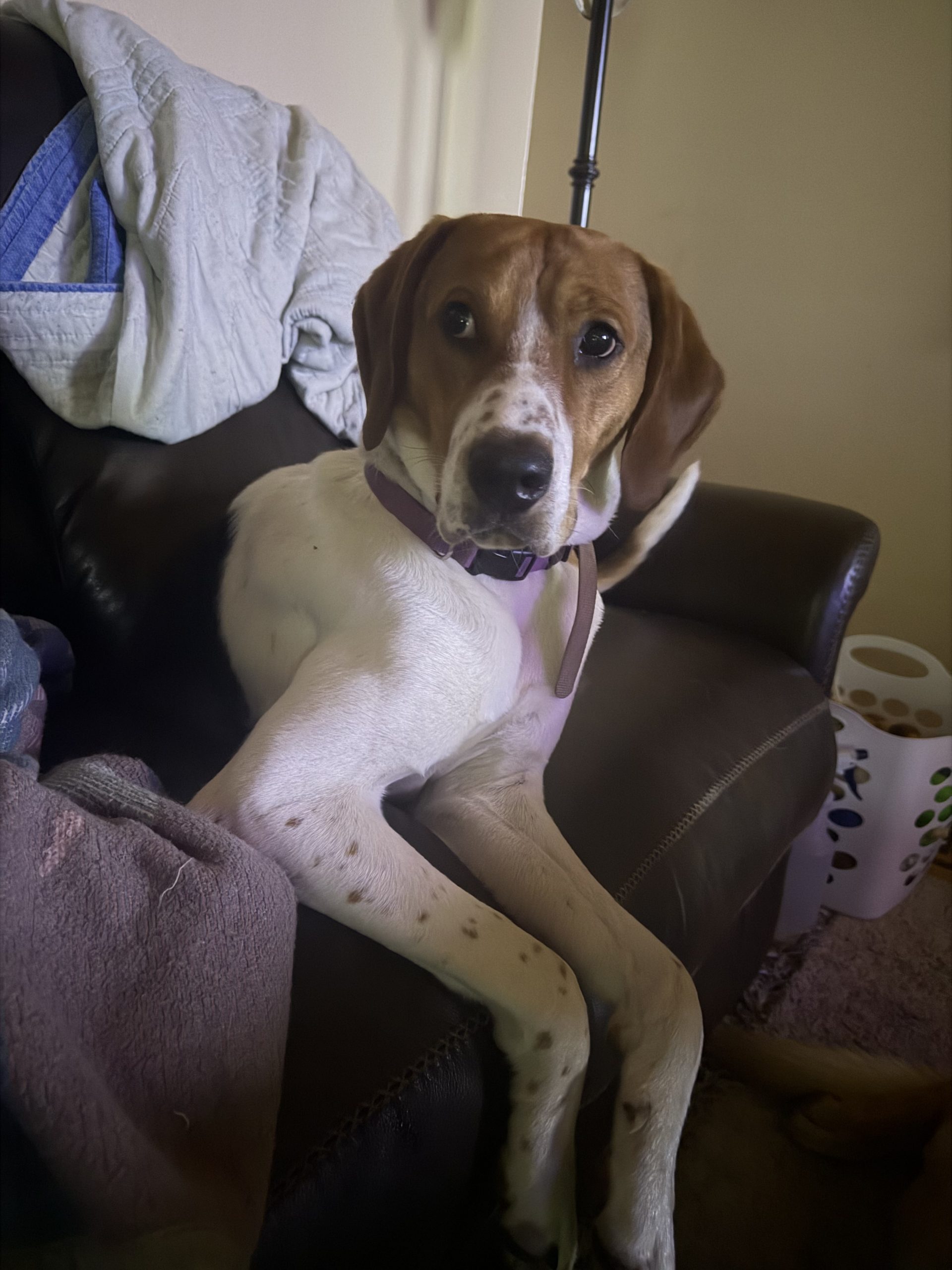 Archie - Oshkosh Area Humane Society